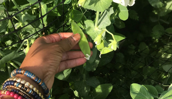 Image of edible plants